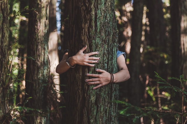 Hands wrapped around a tree trunk in a dense forest.